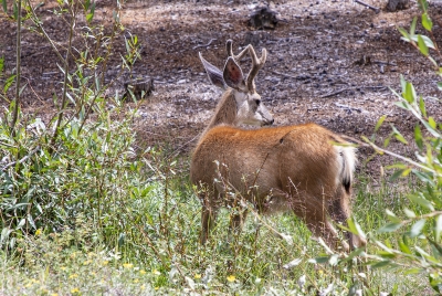 Mule Deer Aug 2022